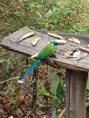 Momotus aequatorialis