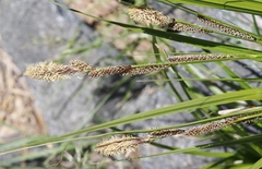 Carex congdonii