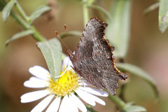 Polygonia oreas