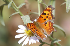 Polygonia oreas