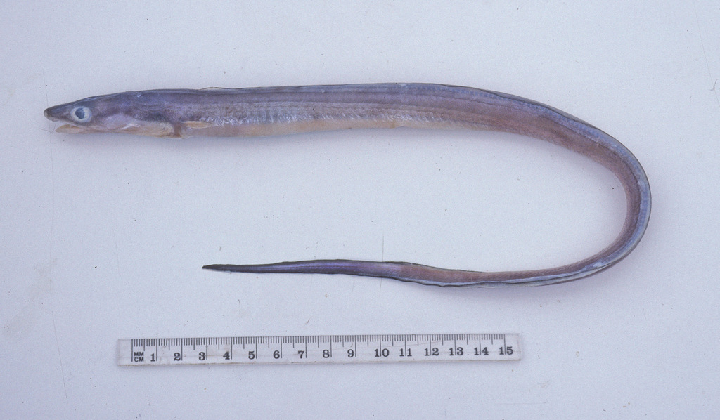 Rhynchoconger ectenurus