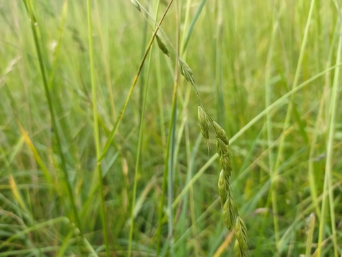 Bald Brome (Bromus racemosus)