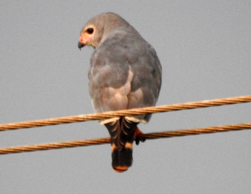Lizard Buzzard