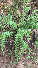 Lithospermum caroliniense