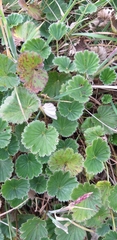 Alchemilla orbiculata