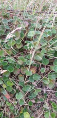 Alchemilla orbiculata