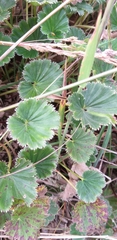 Alchemilla orbiculata