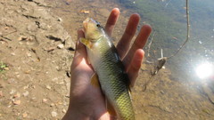 Nocomis platyrhynchus