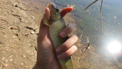 Nocomis platyrhynchus