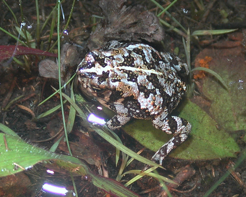 Oak Toad (Anaxyrus quercicus), a species recorded in Florida