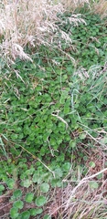 Alchemilla orbiculata