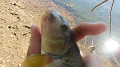 Nocomis platyrhynchus