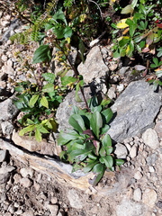 Solidago leiocarpa