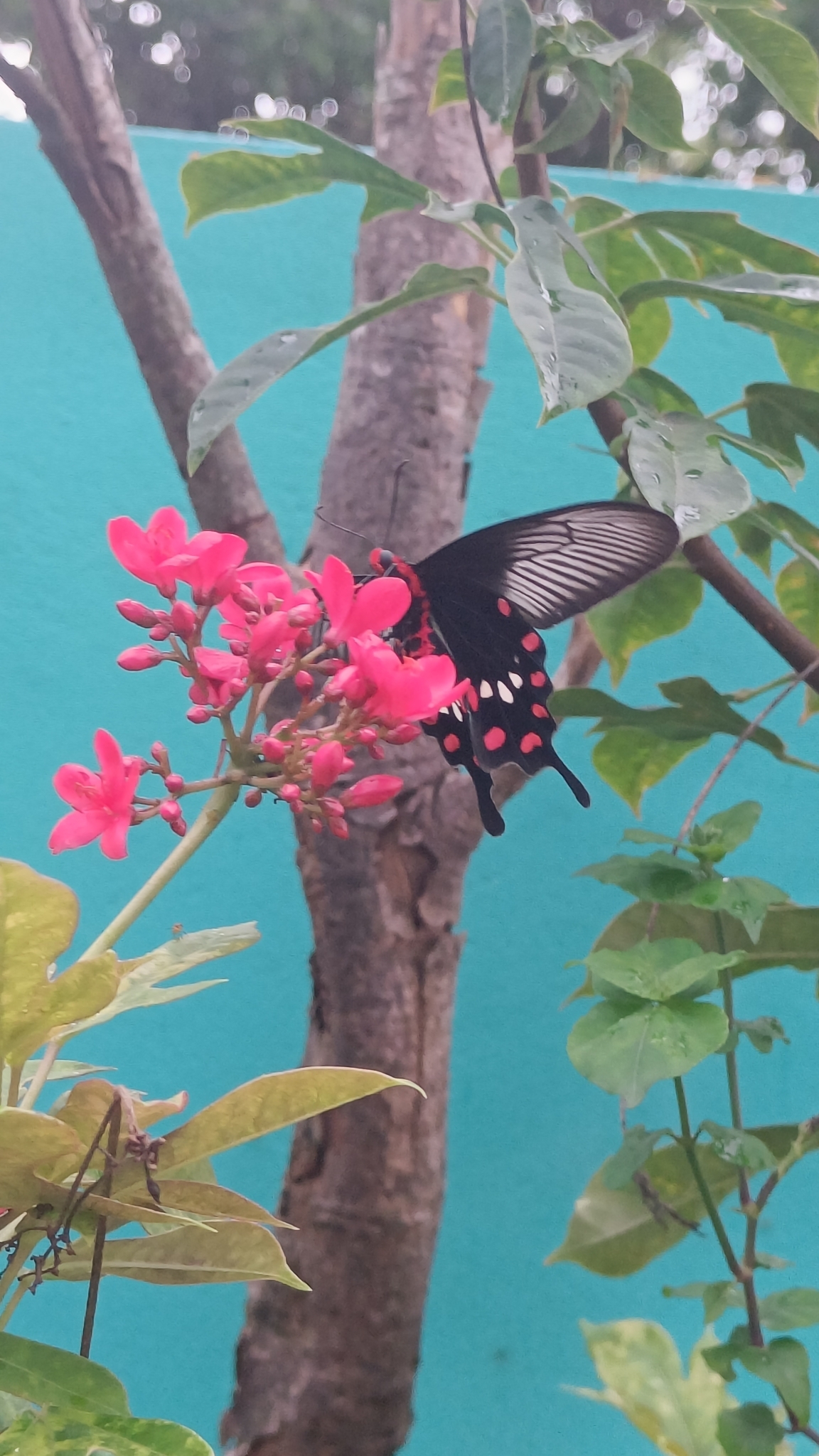 Common Rose