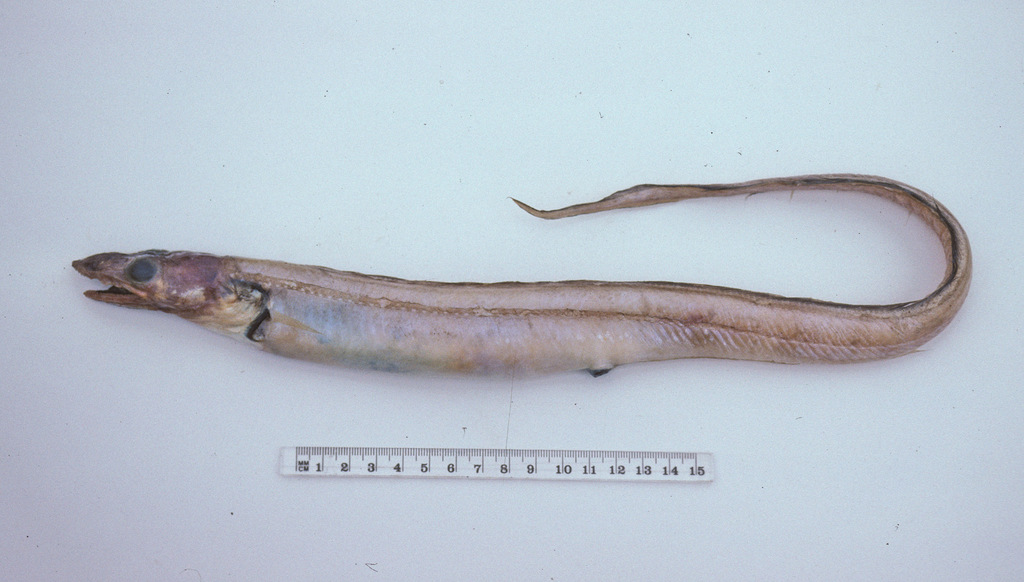 Toothy conger (Bathycongrus odontostomus) — Congridae