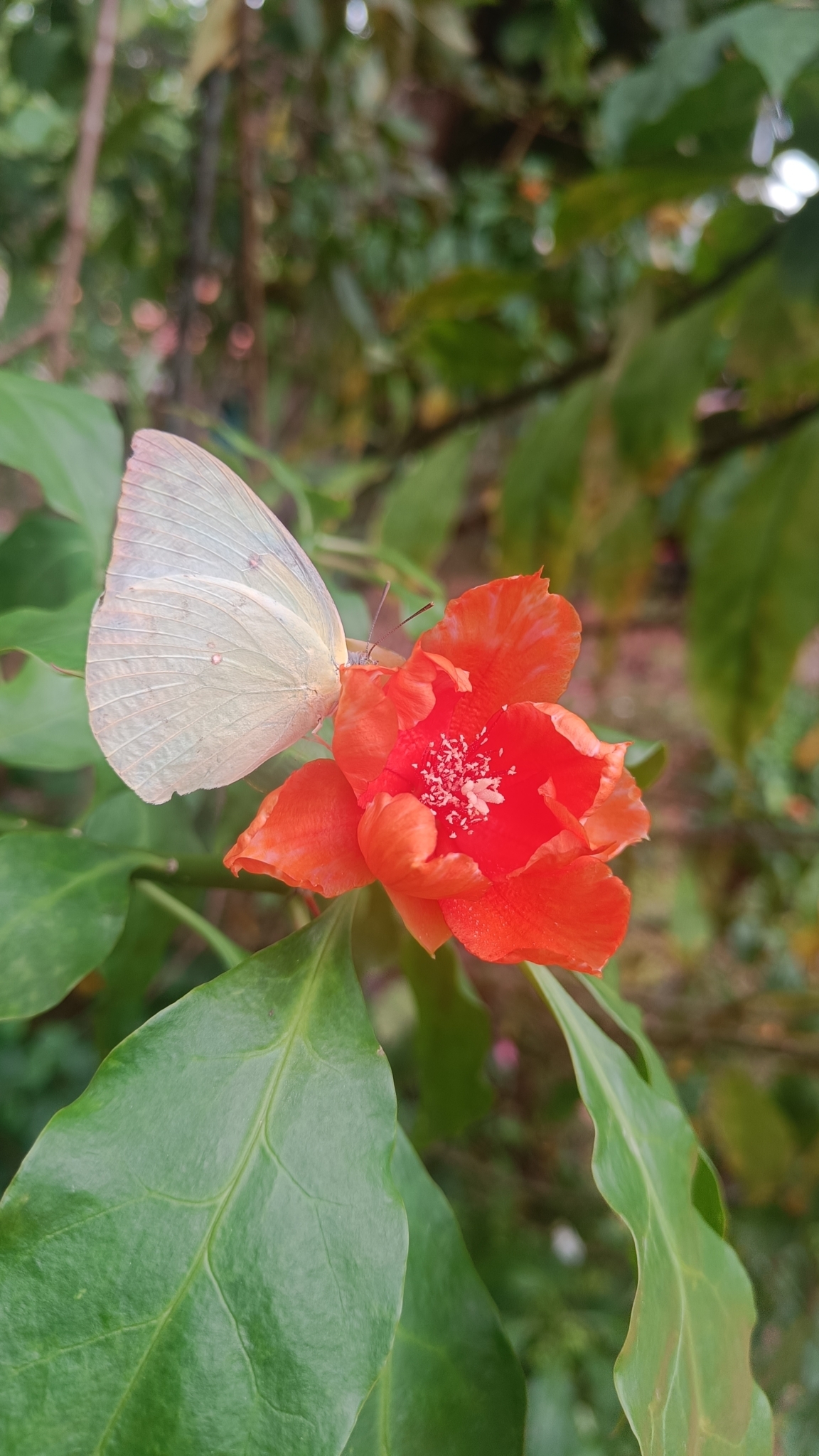 Lemon Emigrant