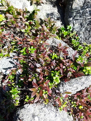 Vaccinium boreale