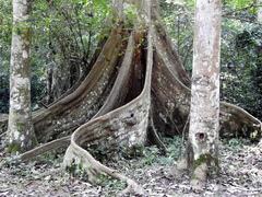 Ficus dendrocida