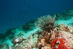 Feather Star (Crinoid)
