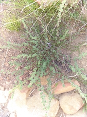 Cliffortia hantamensis