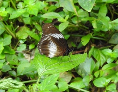 Hypolimnas salmacis magnifica