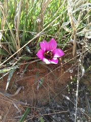 Romulea tetragona