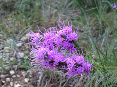 Liatris punctata mucronata