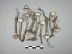 Tulostoma cretaceum