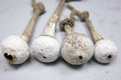 Tulostoma cretaceum