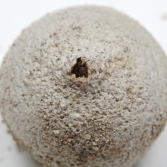 Tulostoma cretaceum