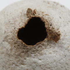 Tulostoma cretaceum