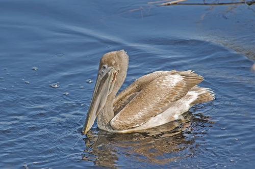 Brown Pelican photographed in Alabama
