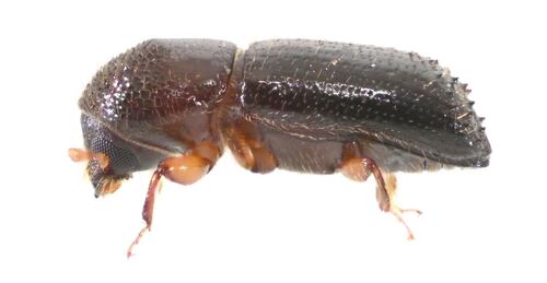 Ambrosia beetle