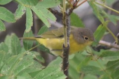 Leiothlypis ruficapilla image