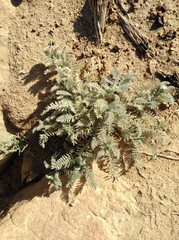 Lasiospermum pedunculare