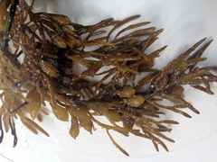 Caulocystis cephalornithos