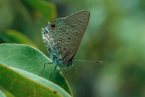 Crawshay's hairtail