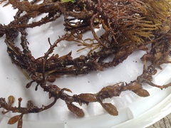 Caulocystis cephalornithos