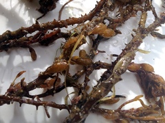 Caulocystis cephalornithos