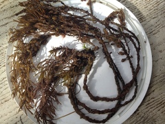 Caulocystis cephalornithos