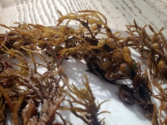 Caulocystis cephalornithos