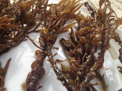 Caulocystis cephalornithos