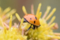Hippodamia variegata