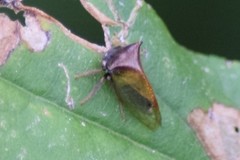 Stictocephala basalis