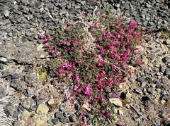 Indigofera hantamensis