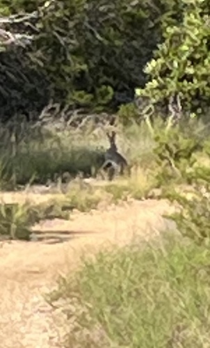 Black-tailed Jackrabbit