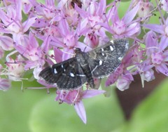 Diathrausta