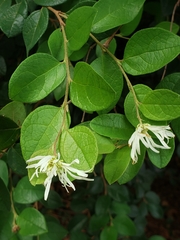 Loropetalum chinense