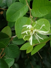 Loropetalum chinense