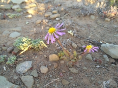 Felicia merxmuelleri